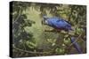 Hyacinth Macaw-Michael Jackson-Stretched Canvas