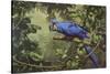 Hyacinth Macaw-Michael Jackson-Stretched Canvas