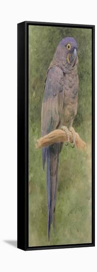 Hyacinth Macaw-Henry Stacey Marks-Framed Stretched Canvas