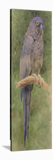 Hyacinth Macaw-Henry Stacey Marks-Stretched Canvas