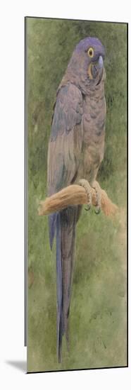 Hyacinth Macaw-Henry Stacey Marks-Mounted Giclee Print