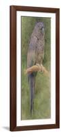 Hyacinth Macaw-Henry Stacey Marks-Framed Giclee Print