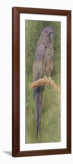 Hyacinth Macaw-Henry Stacey Marks-Framed Giclee Print