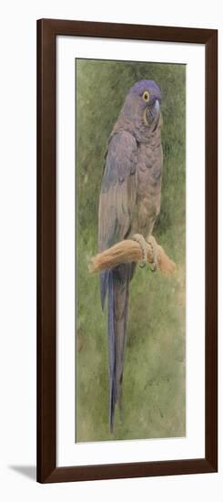 Hyacinth Macaw-Henry Stacey Marks-Framed Giclee Print