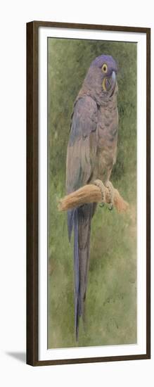 Hyacinth Macaw-Henry Stacey Marks-Framed Giclee Print