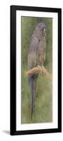 Hyacinth Macaw-Henry Stacey Marks-Framed Giclee Print