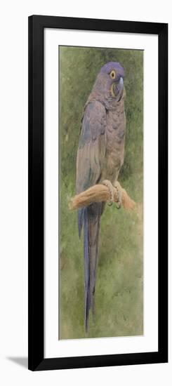 Hyacinth Macaw-Henry Stacey Marks-Framed Giclee Print