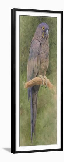 Hyacinth Macaw-Henry Stacey Marks-Framed Giclee Print