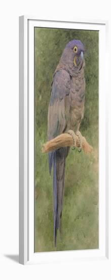 Hyacinth Macaw-Henry Stacey Marks-Framed Giclee Print