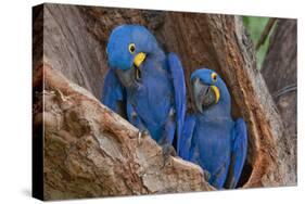 Hyacinth Macaws in a Tree-Howard Ruby-Stretched Canvas