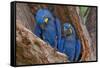 Hyacinth Macaws in a Tree-Howard Ruby-Framed Stretched Canvas