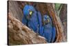 Hyacinth Macaws in a Tree-Howard Ruby-Stretched Canvas