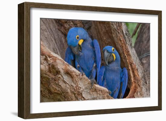 Hyacinth Macaws in a Tree-Howard Ruby-Framed Photographic Print