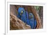 Hyacinth Macaws in a Tree-Howard Ruby-Framed Photographic Print