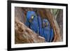 Hyacinth Macaws in a Tree-Howard Ruby-Framed Photographic Print