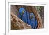 Hyacinth Macaws in a Tree-Howard Ruby-Framed Photographic Print