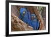 Hyacinth Macaws in a Tree-Howard Ruby-Framed Photographic Print