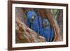 Hyacinth Macaws in a Tree-Howard Ruby-Framed Photographic Print