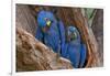 Hyacinth Macaws in a Tree-Howard Ruby-Framed Photographic Print