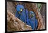 Hyacinth Macaws in a Tree-Howard Ruby-Framed Photographic Print