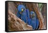 Hyacinth Macaws in a Tree-Howard Ruby-Framed Stretched Canvas