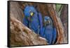 Hyacinth Macaws in a Tree-Howard Ruby-Framed Stretched Canvas