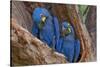 Hyacinth Macaws in a Tree-Howard Ruby-Stretched Canvas