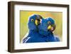 Hyacinth macaws mutual preening, Pantanal, Brazil-Bence Mate-Framed Photographic Print