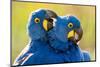 Hyacinth macaws mutual preening, Pantanal, Brazil-Bence Mate-Mounted Photographic Print