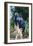 Hyacinth Macaws Pair on Perch-null-Framed Photographic Print