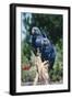 Hyacinth Macaws Pair on Perch-null-Framed Photographic Print