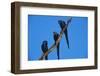 Hyacinth Macaws Sitting on a Branch-W. Perry Conway-Framed Photographic Print