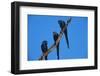 Hyacinth Macaws Sitting on a Branch-W. Perry Conway-Framed Photographic Print