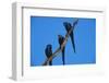Hyacinth Macaws Sitting on a Branch-W. Perry Conway-Framed Photographic Print