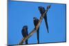 Hyacinth Macaws Sitting on a Branch-W. Perry Conway-Mounted Photographic Print