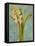 Hyacinth on Teal I-Lanie Loreth-Framed Stretched Canvas