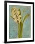 Hyacinth on Teal I-Lanie Loreth-Framed Art Print