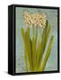 Hyacinth on Teal II-Lanie Loreth-Framed Stretched Canvas