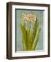 Hyacinth on Teal II-Lanie Loreth-Framed Art Print