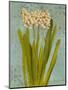 Hyacinth on Teal II-Lanie Loreth-Mounted Art Print