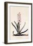 Hyacinth 'Veld Haan', C.1744-Georg Dionysius Ehret-Framed Giclee Print