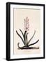 Hyacinth 'Veld Haan', C.1744-Georg Dionysius Ehret-Framed Giclee Print