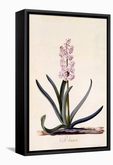 Hyacinth 'Veld Haan', C.1744-Georg Dionysius Ehret-Framed Stretched Canvas