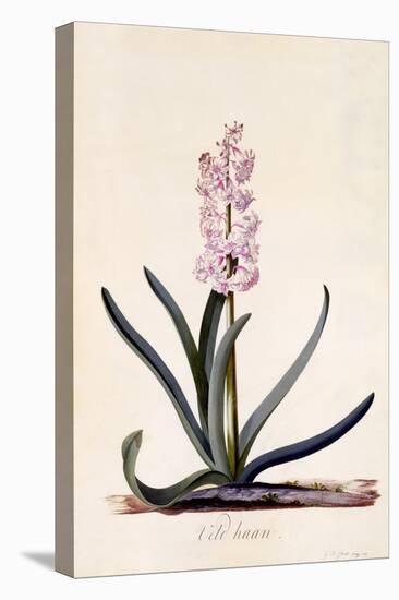 Hyacinth 'Veld Haan', C.1744-Georg Dionysius Ehret-Stretched Canvas