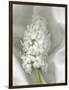 Hyacinth-Anna Miller-Framed Photographic Print