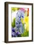 Hyacinth-Sweet Ink-Framed Photographic Print