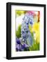 Hyacinth-Sweet Ink-Framed Photographic Print