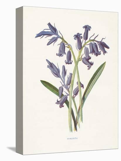 Hyacinth-Gwendolyn Babbitt-Stretched Canvas