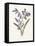 Hyacinth-Gwendolyn Babbitt-Framed Stretched Canvas