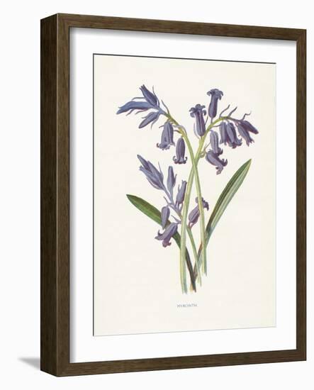 Hyacinth-Gwendolyn Babbitt-Framed Art Print